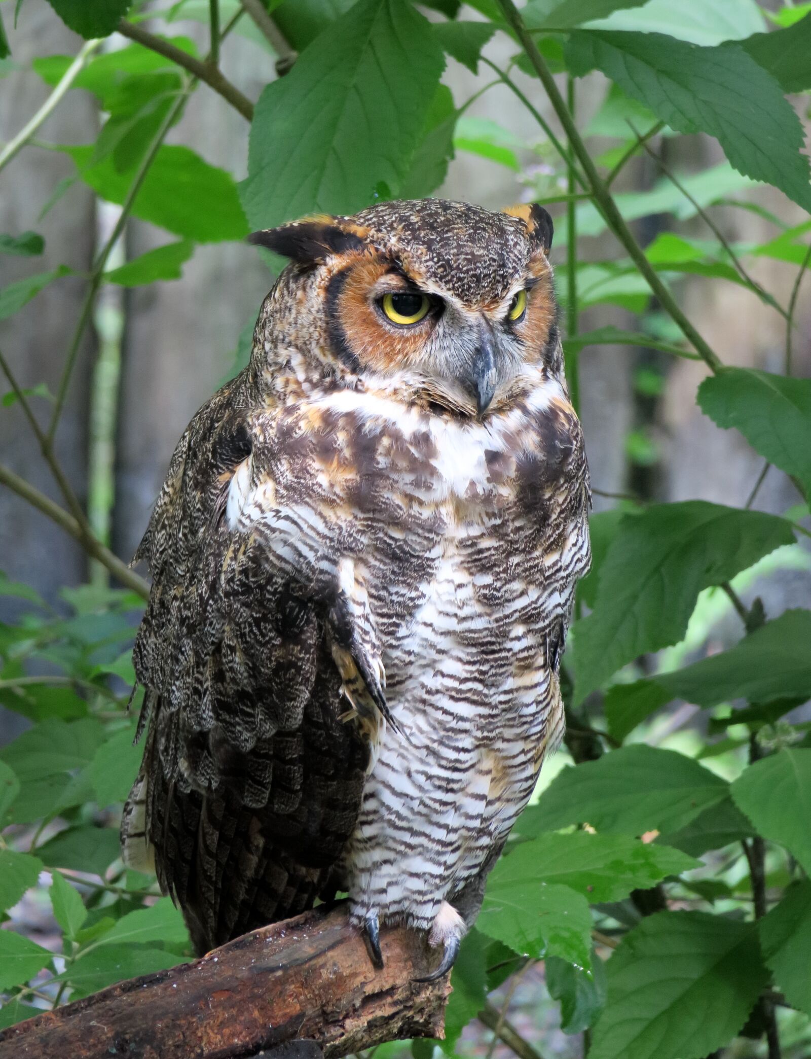 Canon PowerShot G3 X sample photo. Owl, bird, bird of photography
