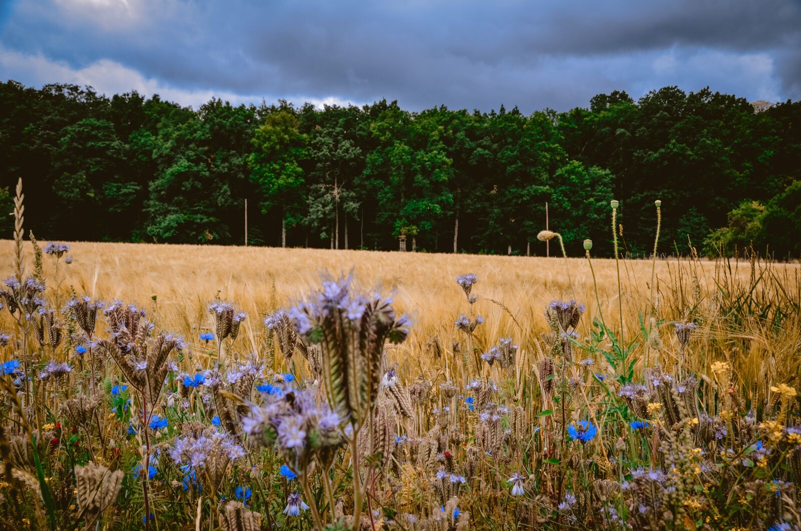 Nikon D5100 sample photo. Field, meadow, summer photography