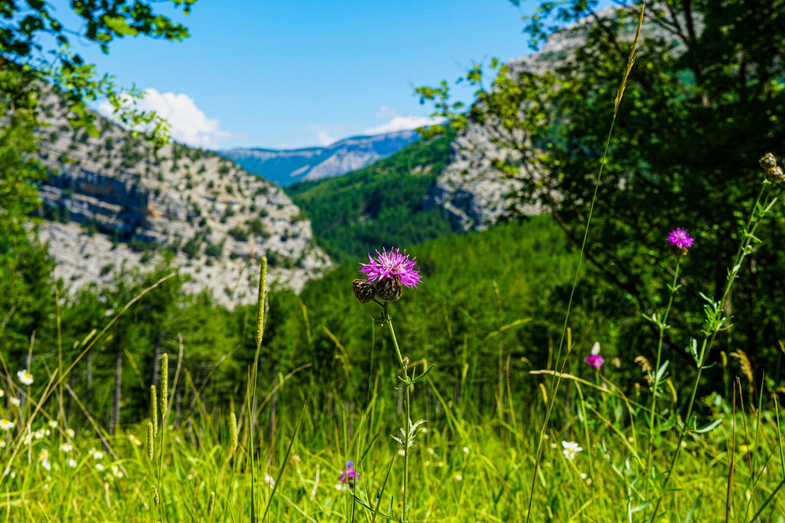 Sony a6000 sample photo. Flower, flowers, mountain photography