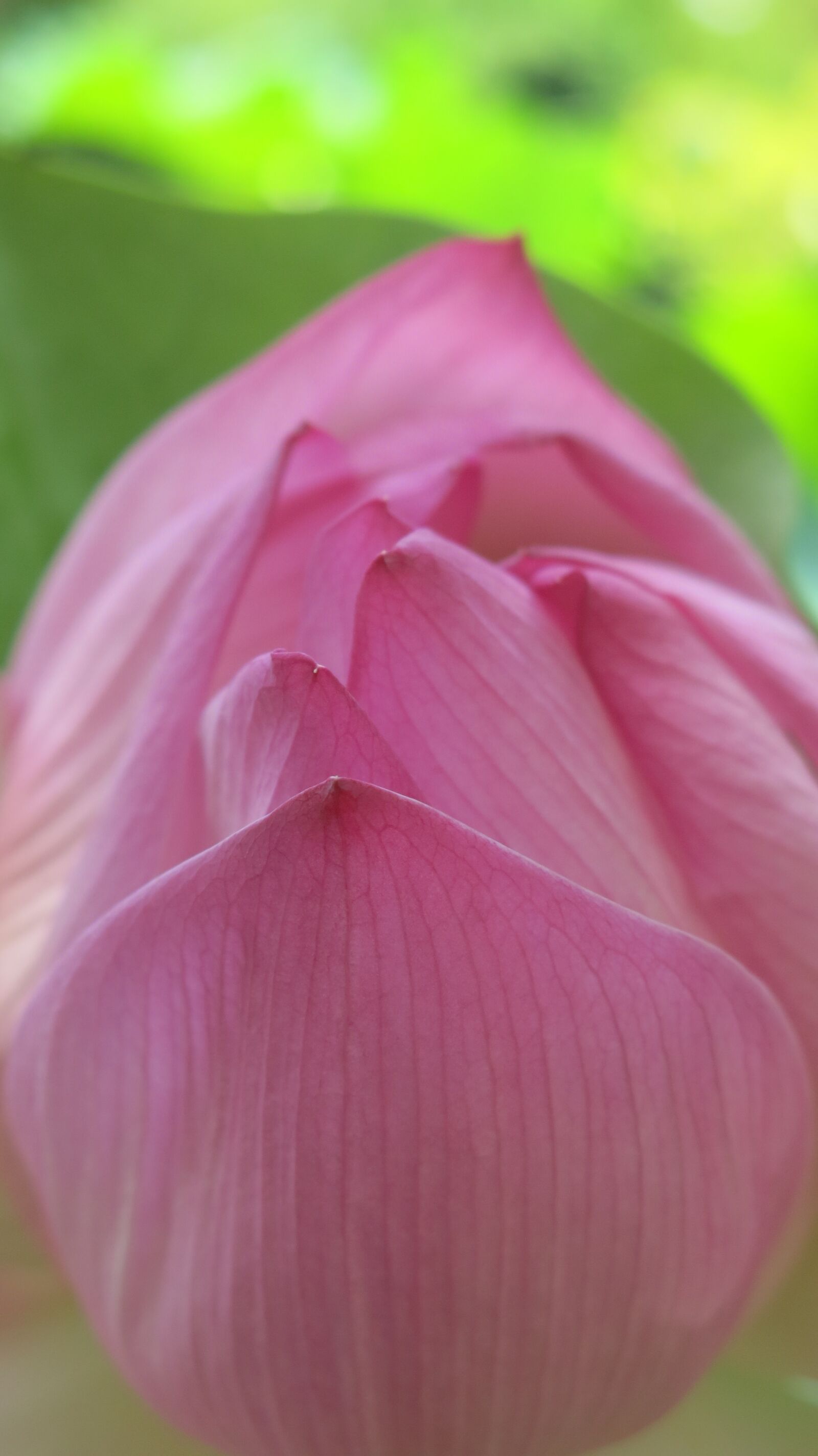 Canon PowerShot G15 sample photo. Nature, flower, pink photography
