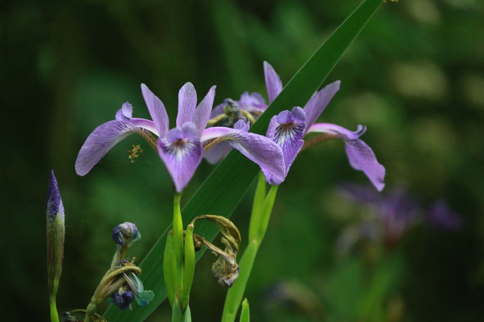 Canon EOS 70D sample photo. Iris, perennial, blue photography
