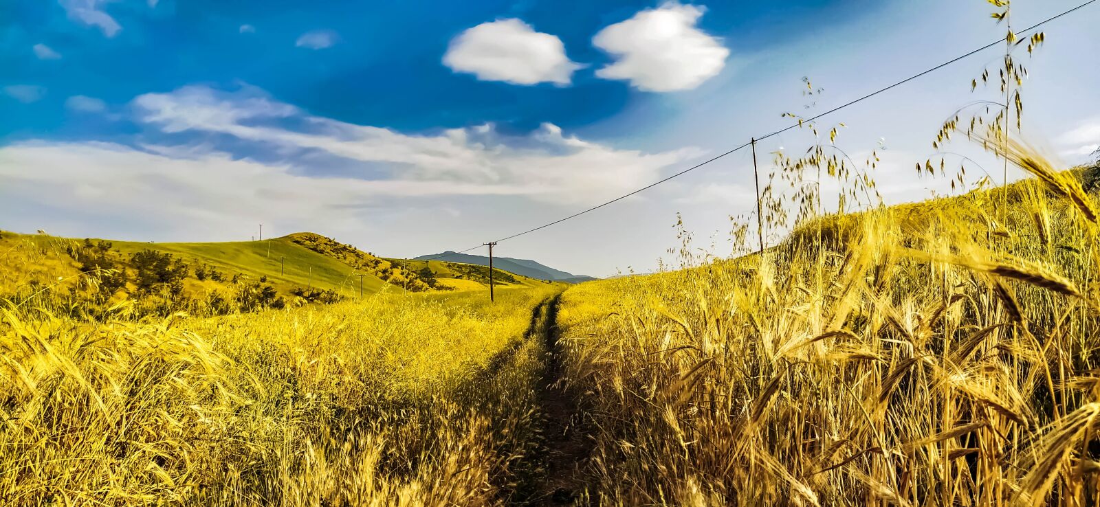 Xiaomi Redmi Note 8 sample photo. Summer, field, wheat field photography
