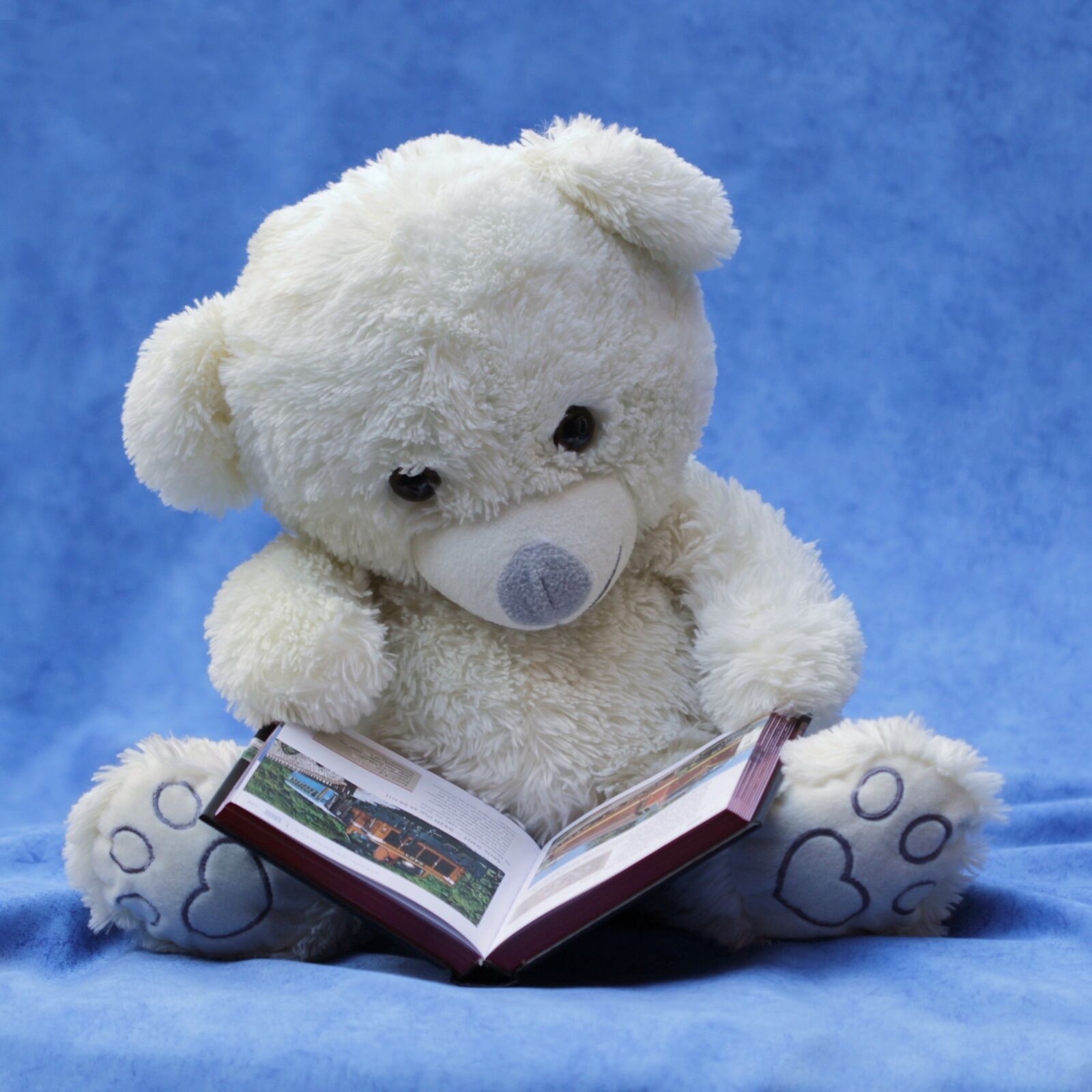 Canon EOS 550D (EOS Rebel T2i / EOS Kiss X4) sample photo. Still life, teddy, white photography