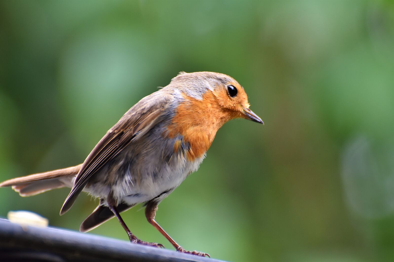 Nikon D7200 sample photo. Robin, bird, songbird photography