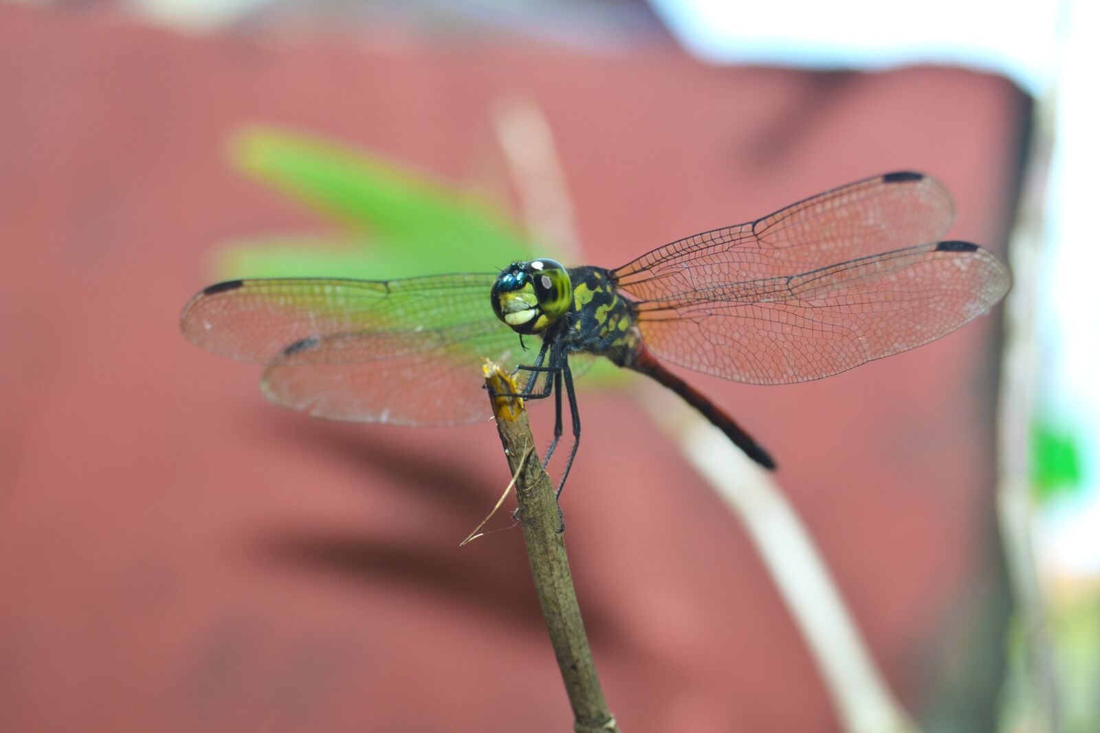 Nikon D3100 sample photo. Dragonflies, andarinyo, indonesia photography