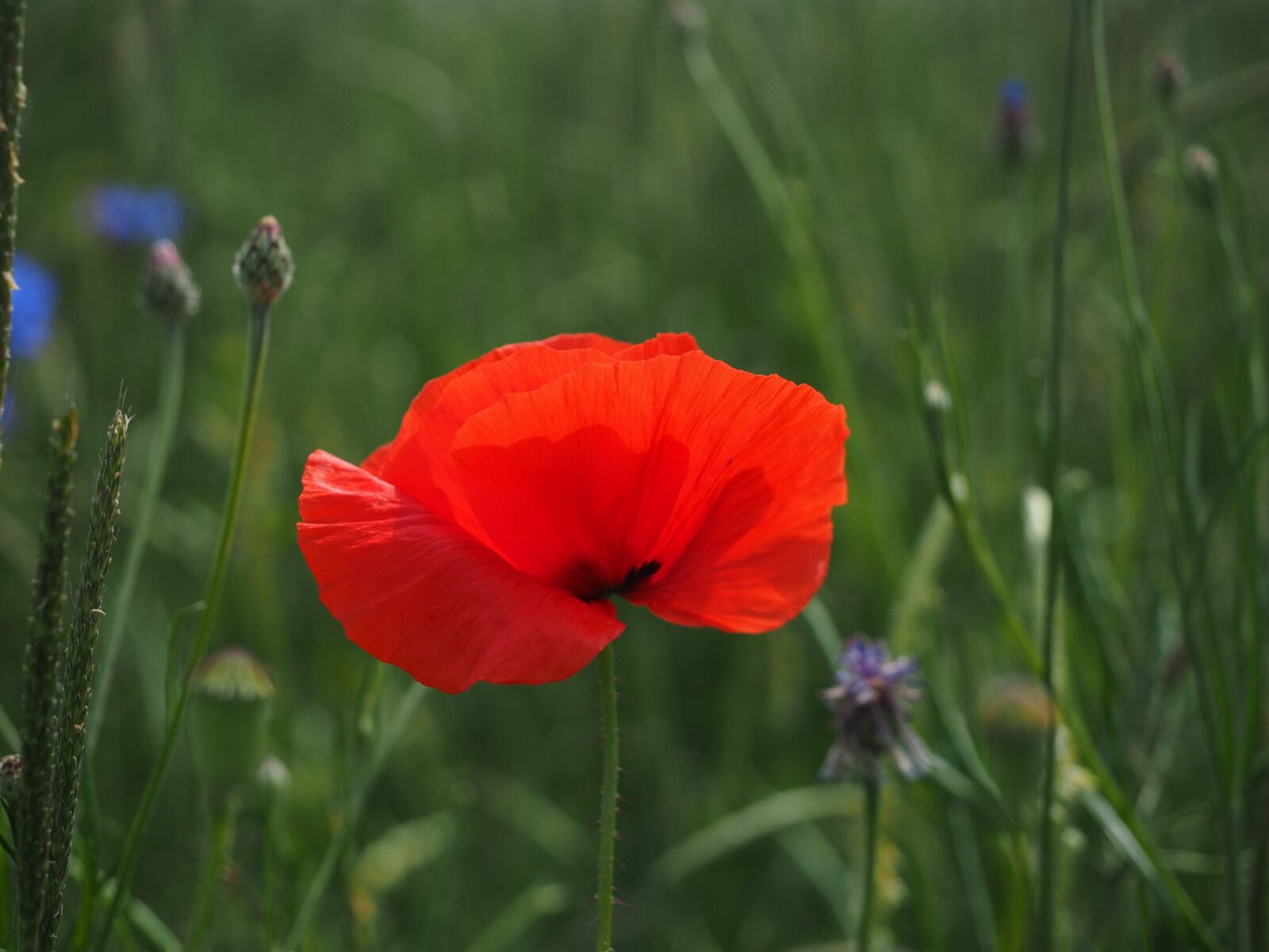 Olympus OM-D E-M1 + Olympus M.Zuiko Digital ED 12-40mm F2.8 Pro sample photo. Klatschmohn, poppy flower, poppy photography