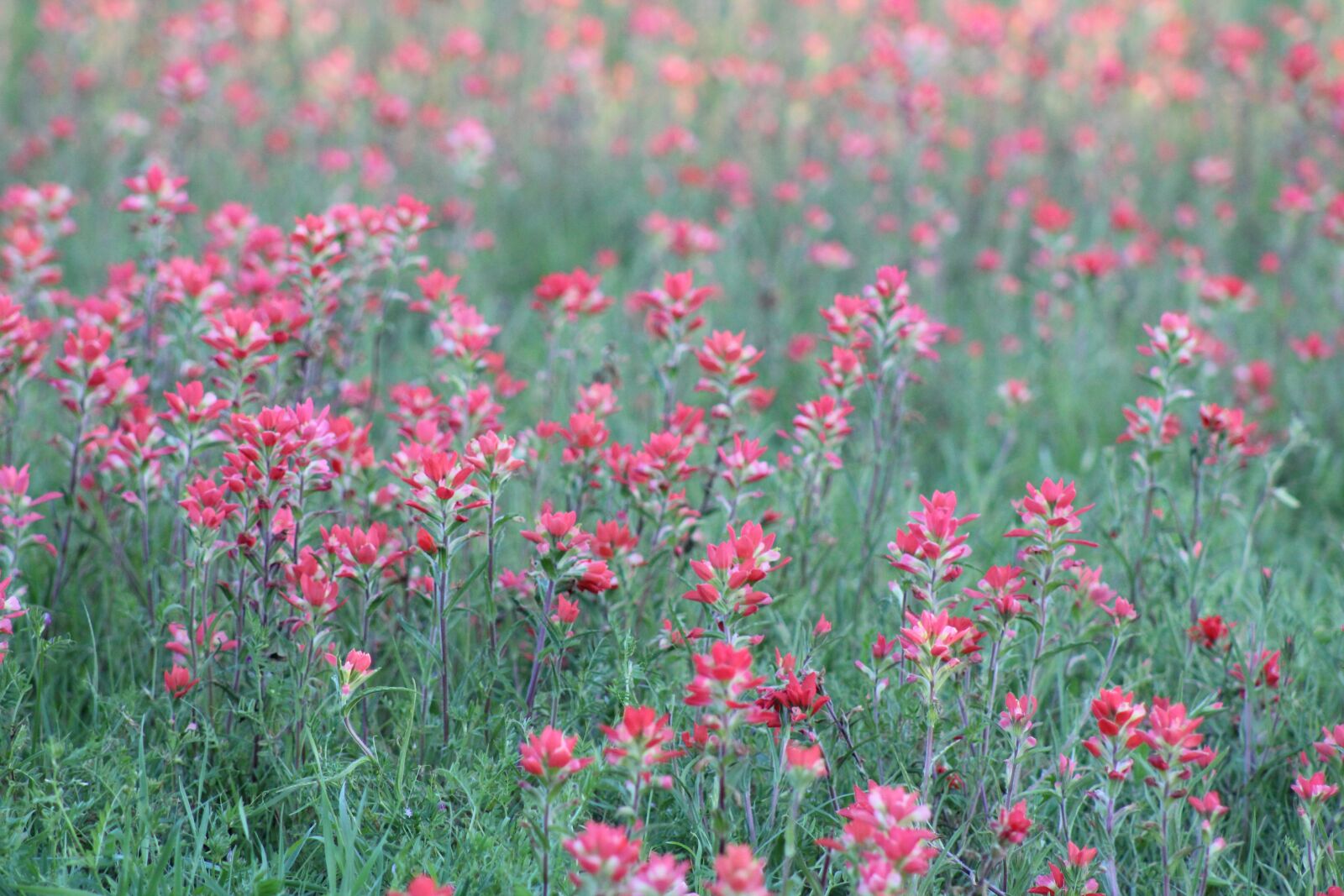 Canon EF 75-300mm f/4-5.6 sample photo. Wild flowers, red, blooming photography