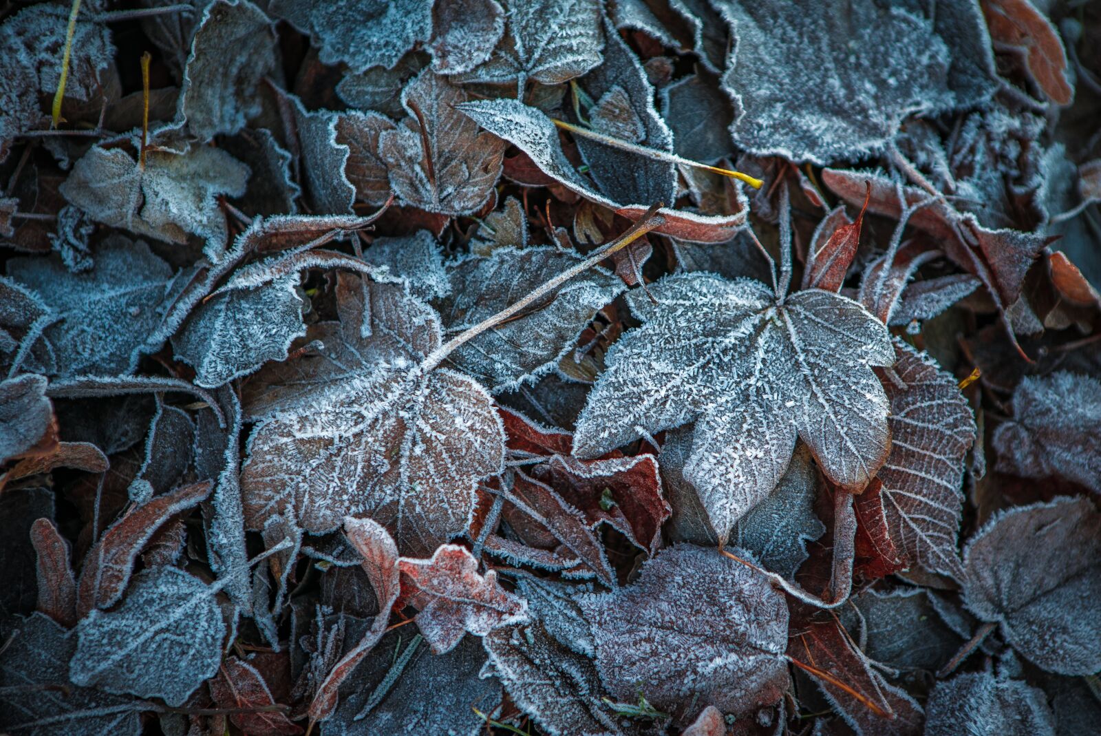 Sony DT 50mm F1.8 SAM sample photo. Leaves, winter, frost photography