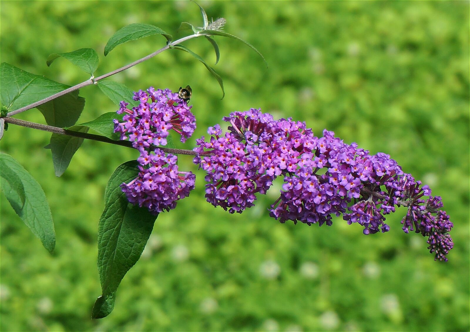 Sony Alpha NEX-5T sample photo. Butterfly bush, buddleja, bee photography