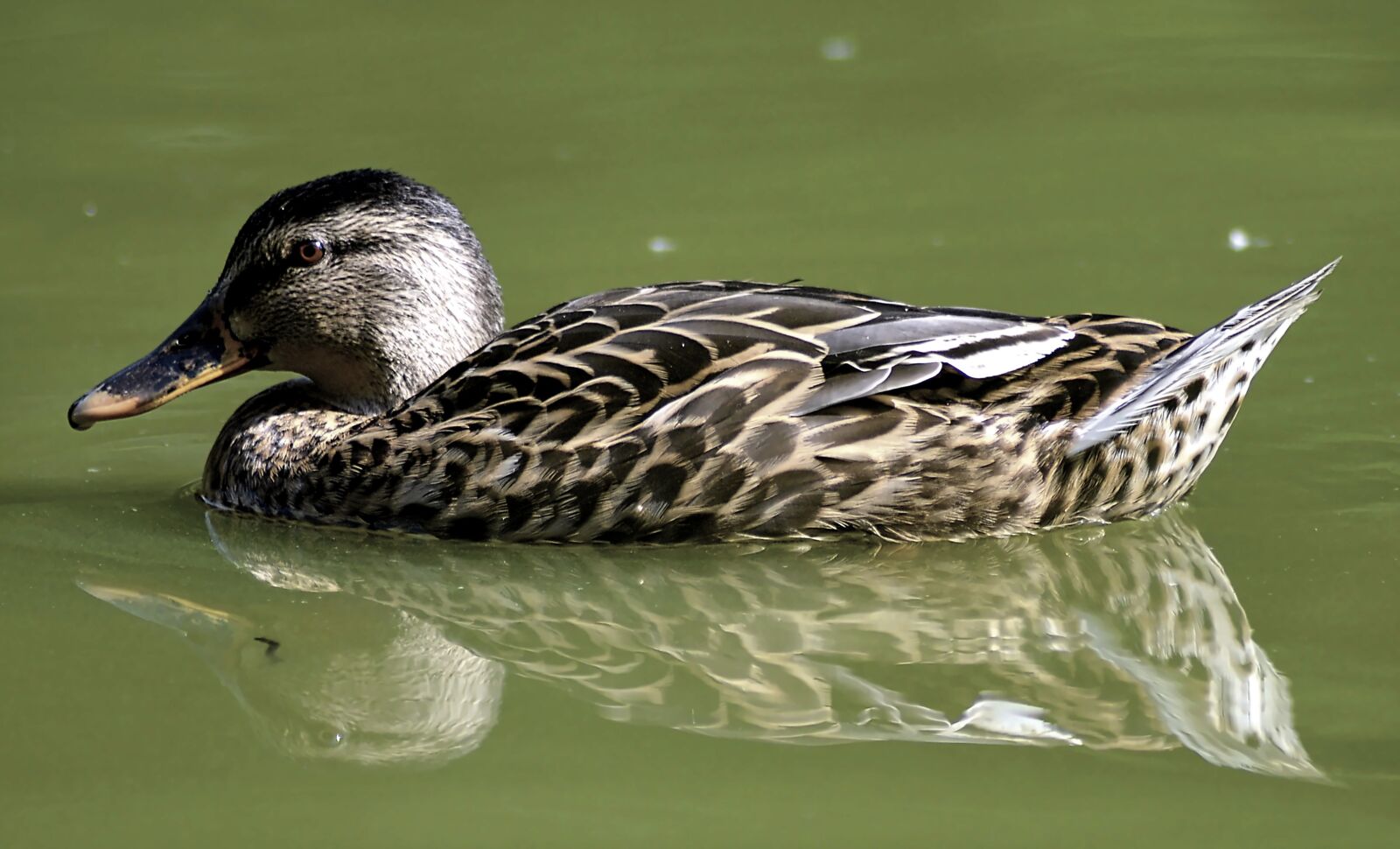 Nikon D3200 sample photo. Duck, mallard, water bird photography