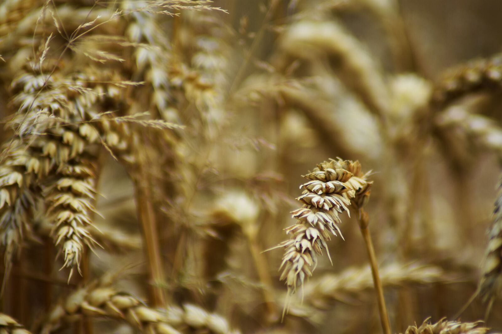 Nikon D3400 sample photo. Wheat, plant, crop photography