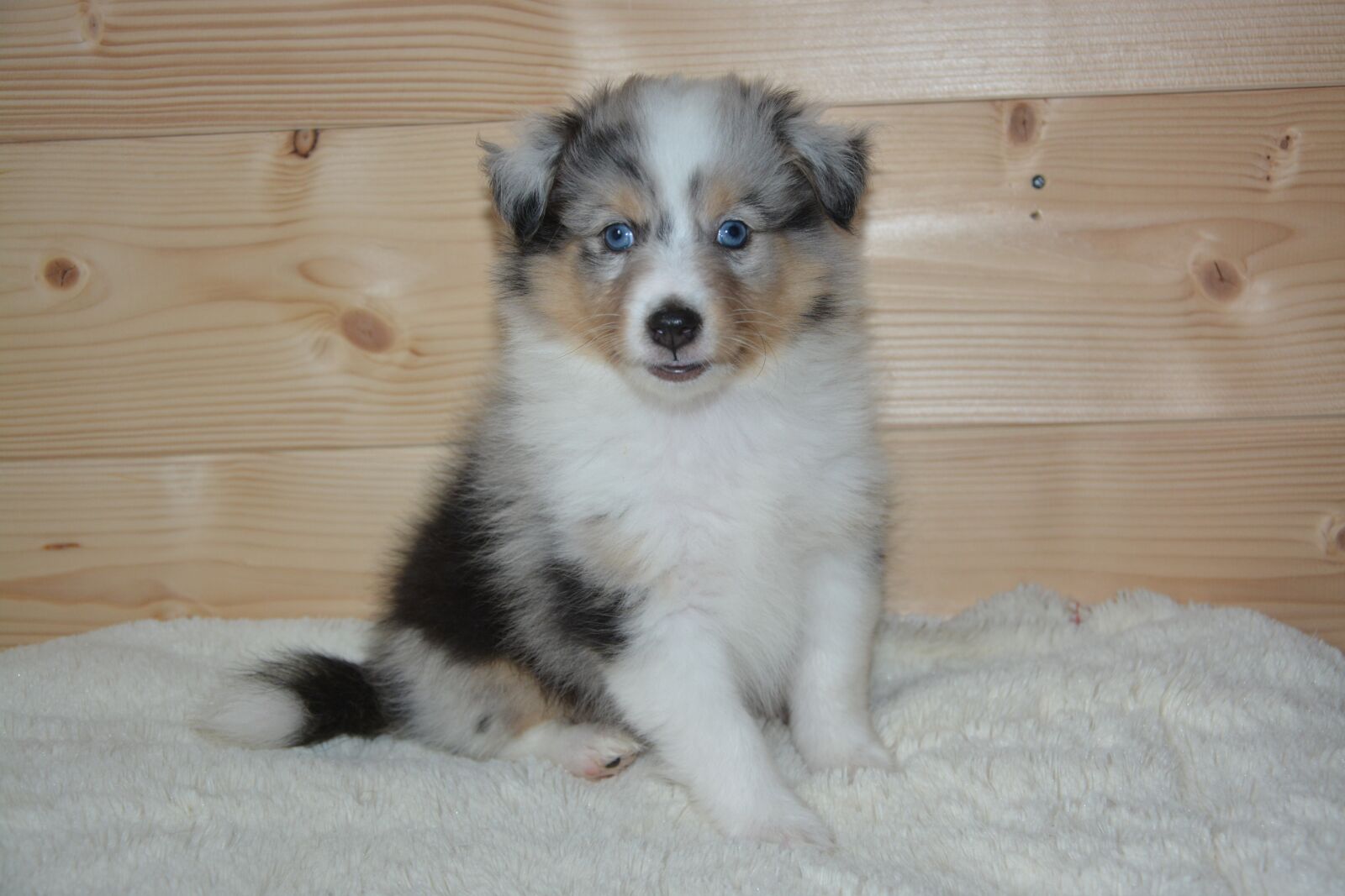 Nikon D5200 sample photo. Puppy, dog olympus, shetland photography