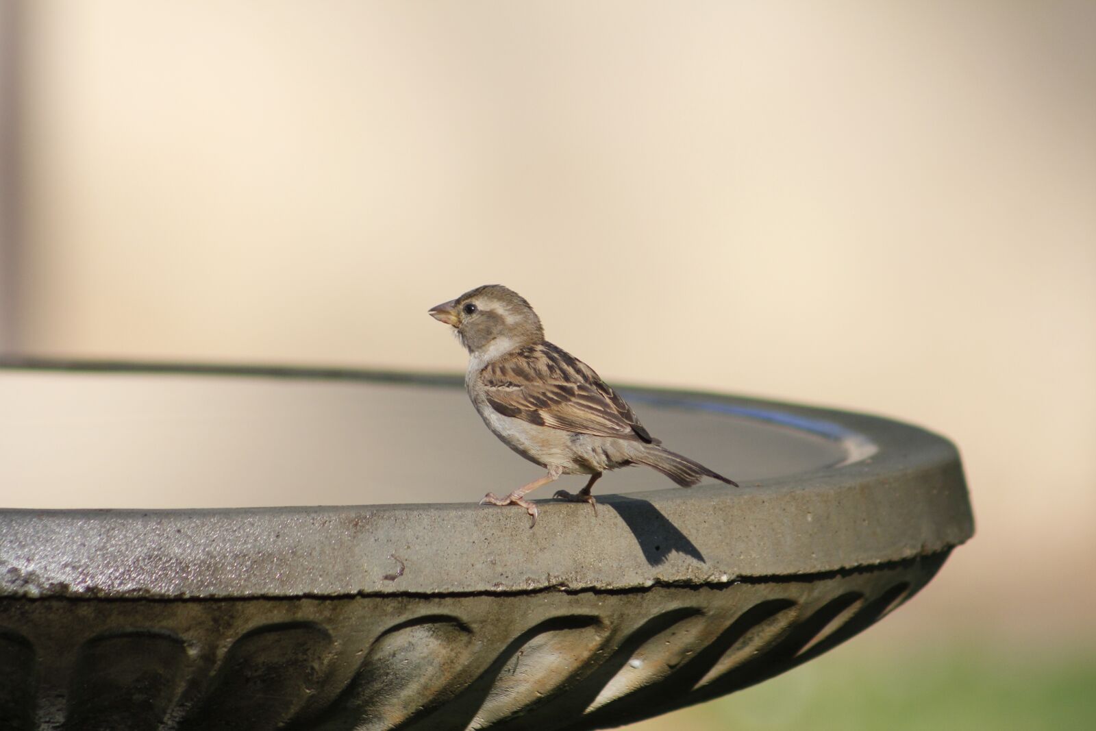 Canon EOS 550D (EOS Rebel T2i / EOS Kiss X4) sample photo. Bird, nature, outdoors photography