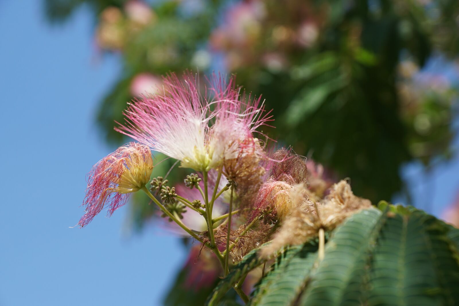 Sony DT 16-50mm F2.8 SSM sample photo. Flower, pink, bush photography