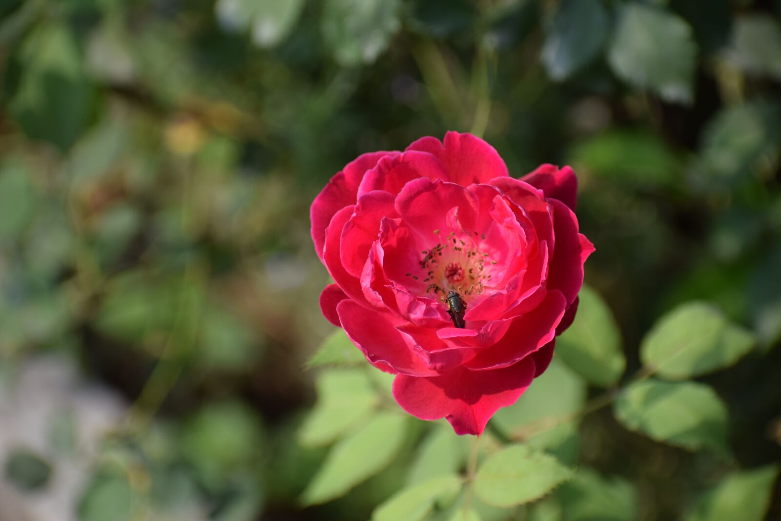 Nikon D3300 sample photo. Red rose, flower, rose photography