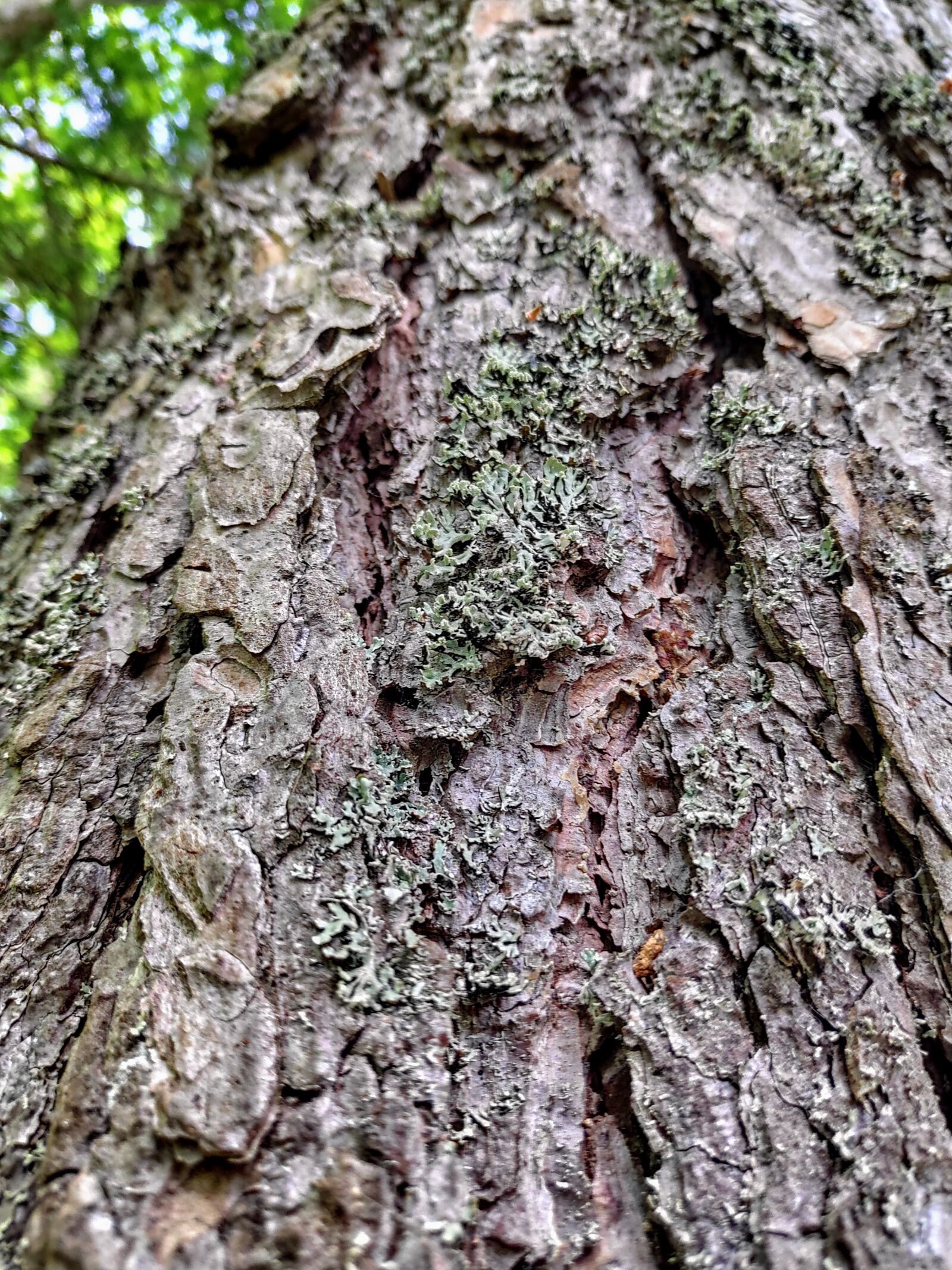 Xiaomi POCO F1 sample photo. Bark, tree, texture photography
