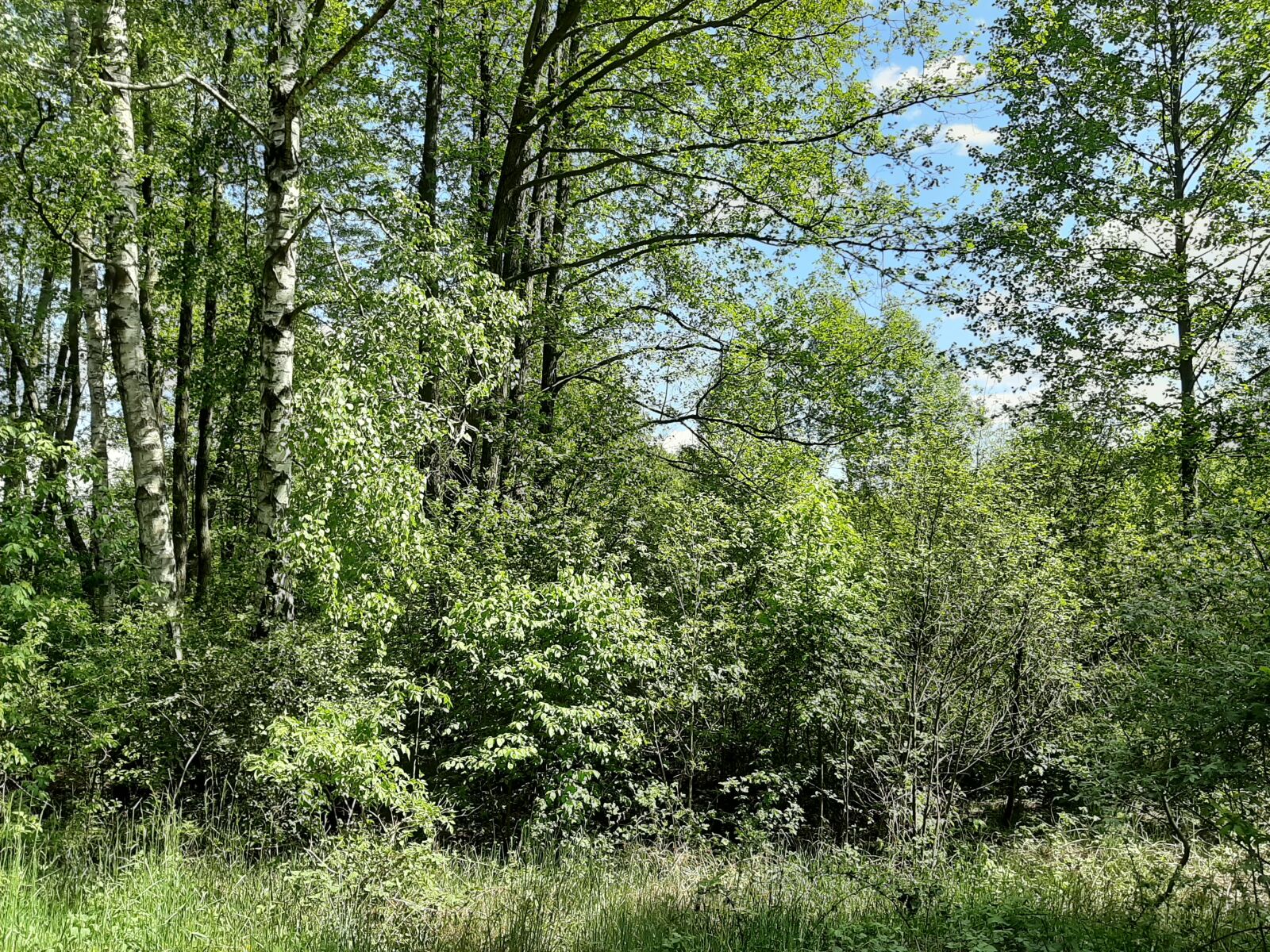 Samsung Galaxy A50 sample photo. Forest, shrubbery, tree photography