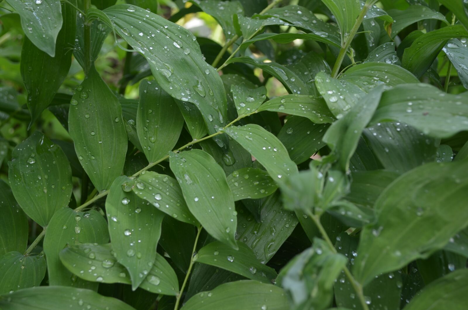Nikon D5100 sample photo. Greens, drops, foliage photography