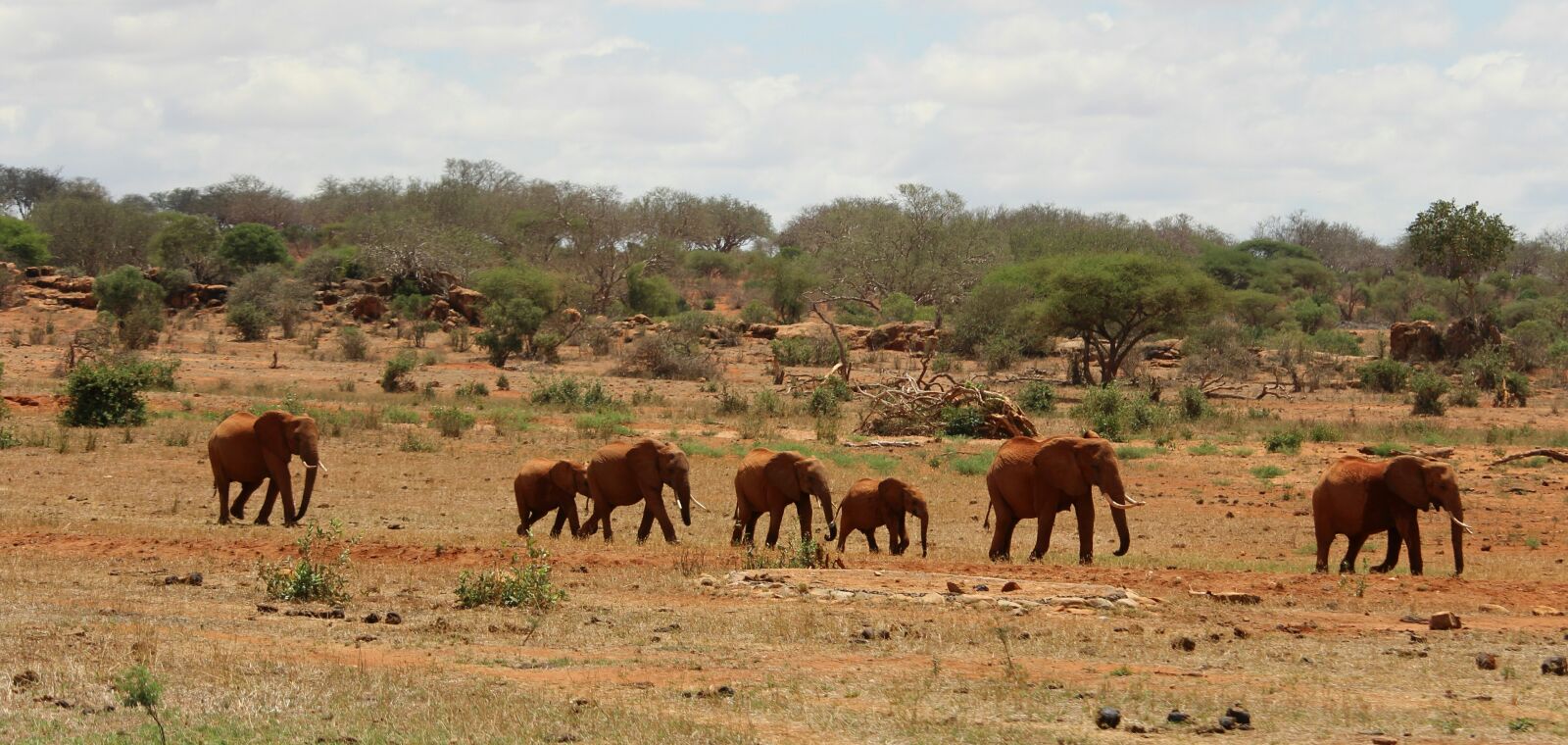 Canon EOS 700D (EOS Rebel T5i / EOS Kiss X7i) sample photo. Elephant, africa, safari photography