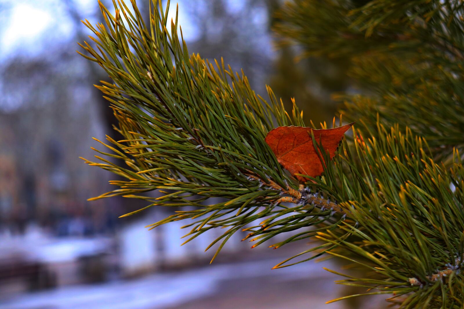 Canon EOS 200D (EOS Rebel SL2 / EOS Kiss X9) sample photo. Macro, green, pine photography