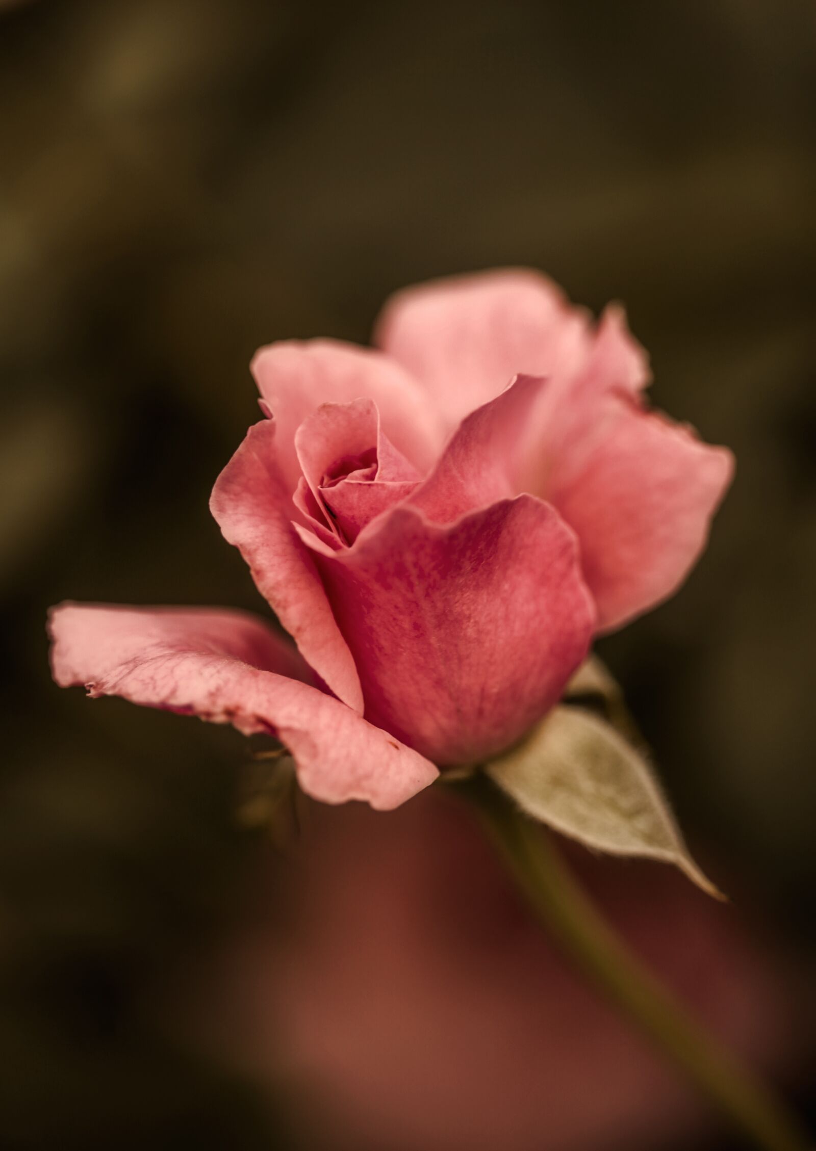 Canon EOS 5D Mark II sample photo. Rose, flower, pink photography