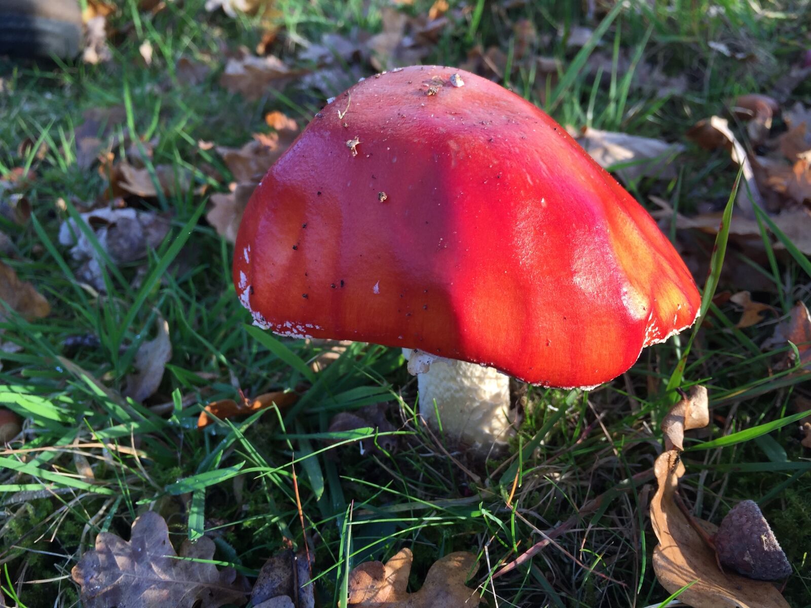 Apple iPhone 6 sample photo. Mushroom, autumn, nature photography