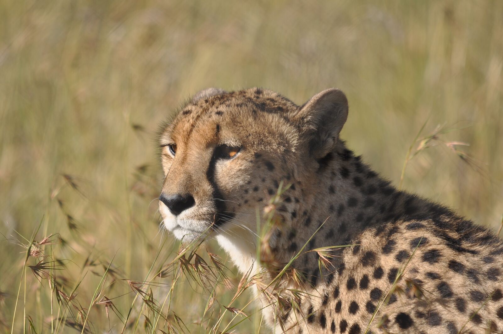 Nikon D90 sample photo. Wildlife, mammal, nature photography