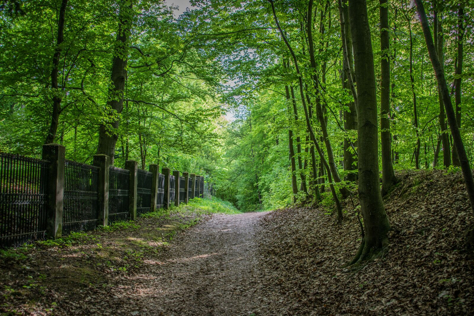 Nikon D5300 sample photo. Path, park, trees photography