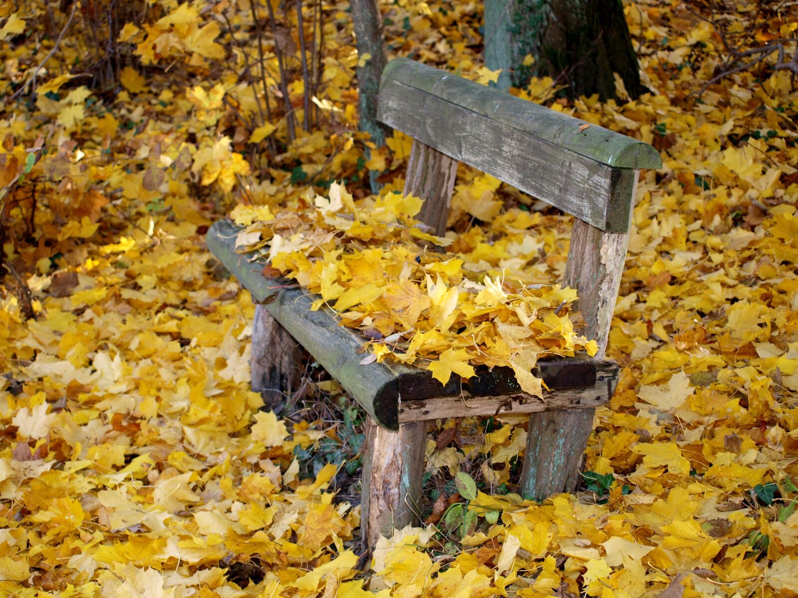 Olympus E-420 (EVOLT E-420) sample photo. Park bench, autumn, fall photography