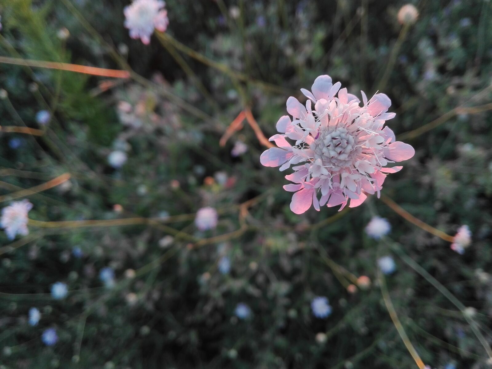 HUAWEI P8 Lite sample photo. Flower, plants, nature photography