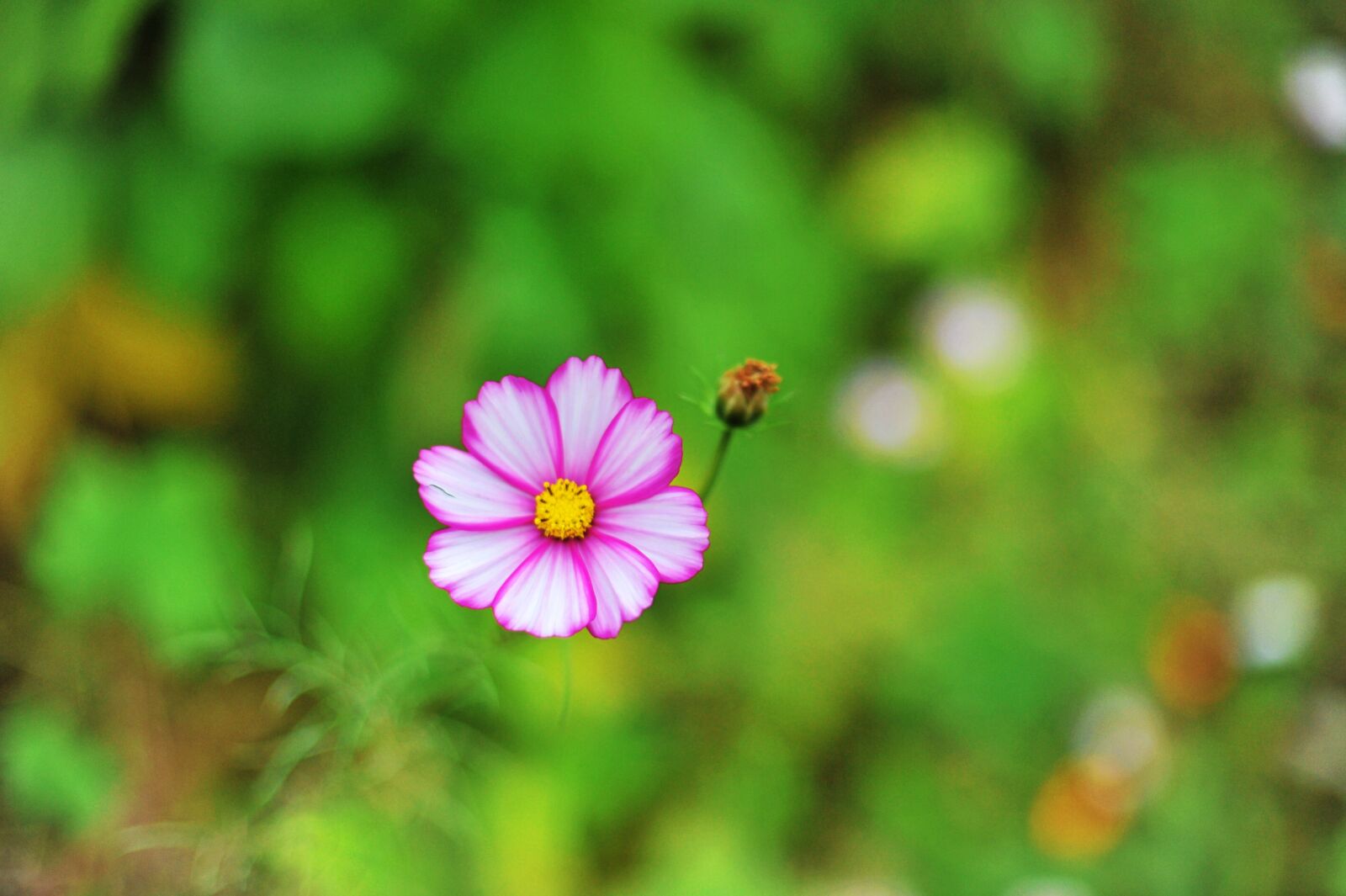 Nikon D700 sample photo. Cosmos, fall flowers, flowers photography