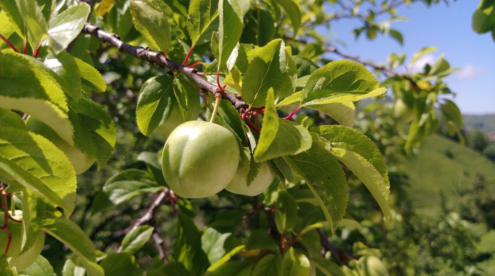 HTC DESIRE 830 sample photo. Erik, plum, fruit photography