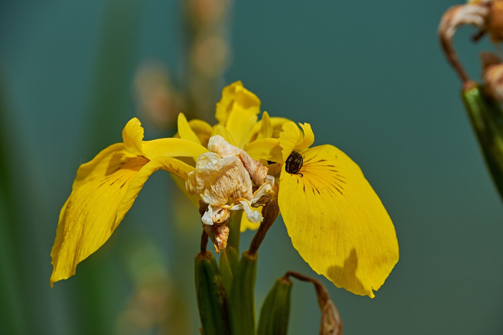 Nikon D7200 sample photo. Flower, garden, plant photography