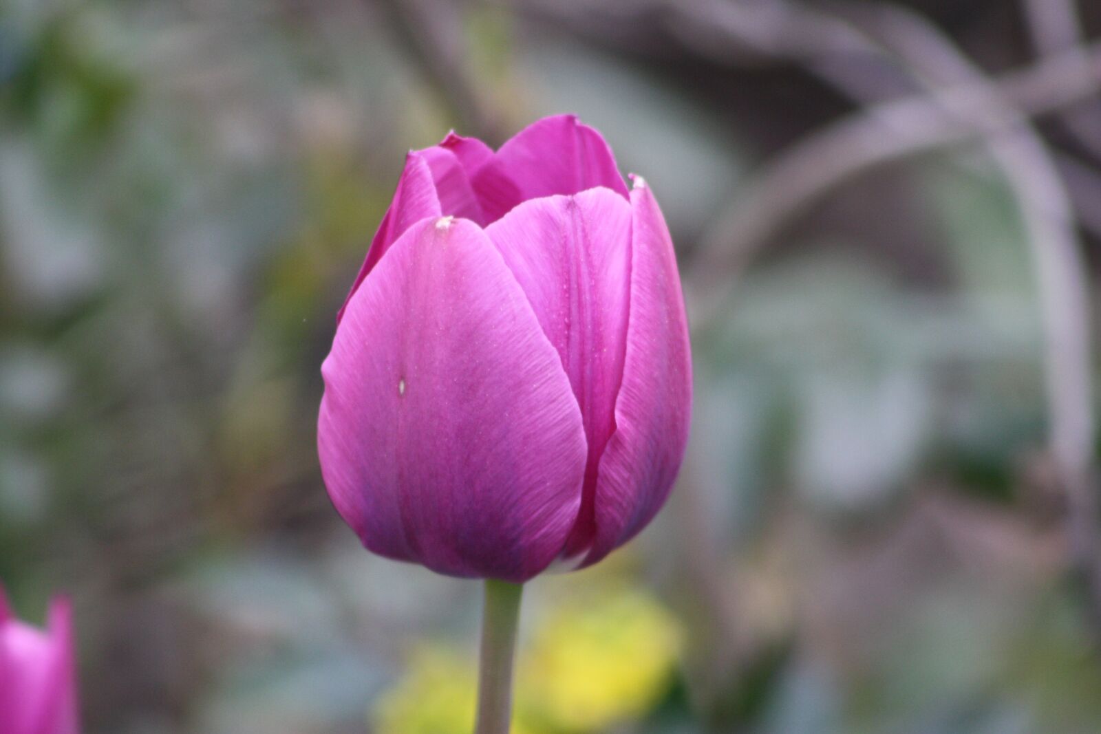 Canon EOS 1000D (EOS Digital Rebel XS / EOS Kiss F) sample photo. Nature, flower, plant photography