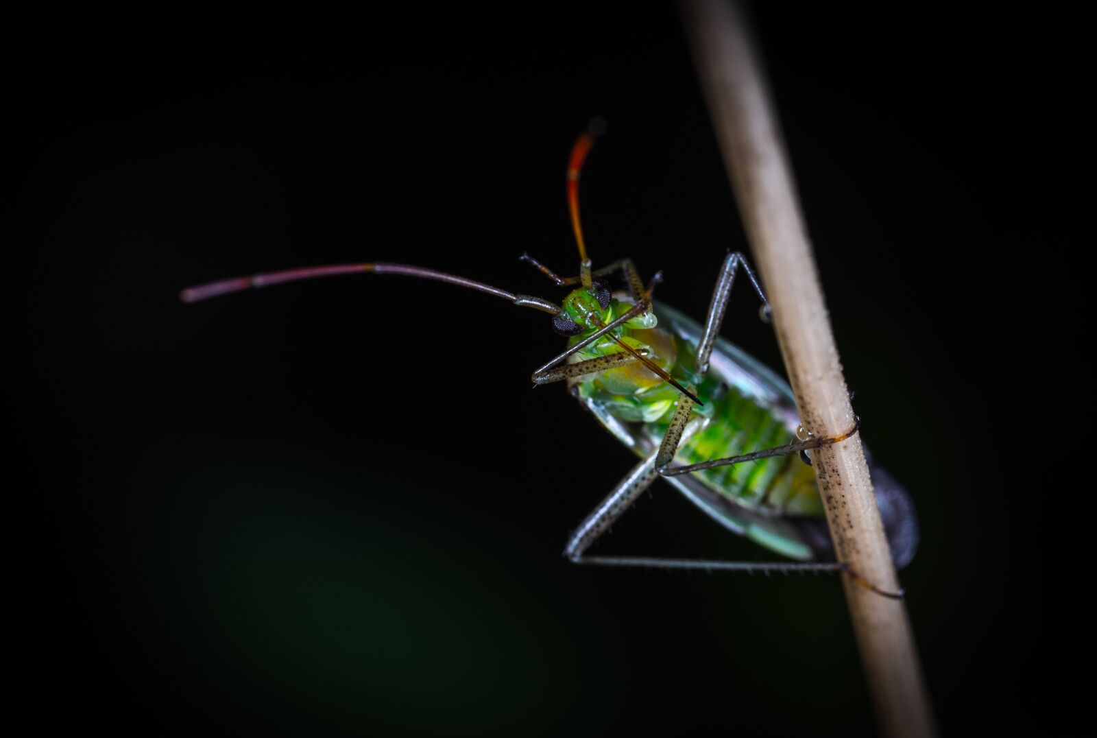 #124 65/2.8 sample photo. Insect, nature, living nature photography