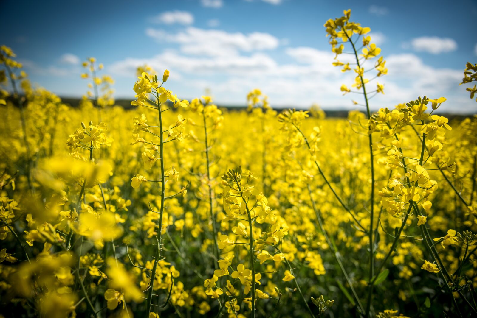 Nikon D750 sample photo. Oilseed rape, rape blossom photography