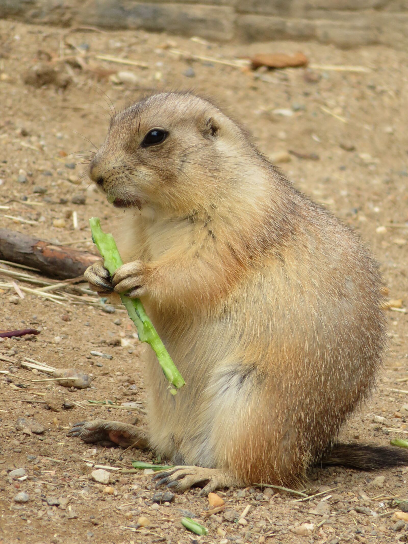 Canon PowerShot SX720 HS sample photo. Ground hog, animal, prairie photography