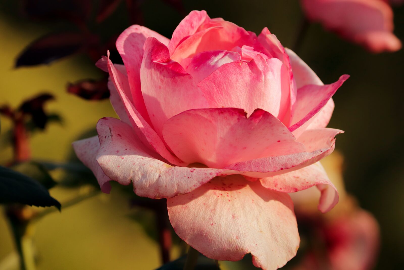 Canon EOS 200D (EOS Rebel SL2 / EOS Kiss X9) sample photo. Rose, fade, autumn photography