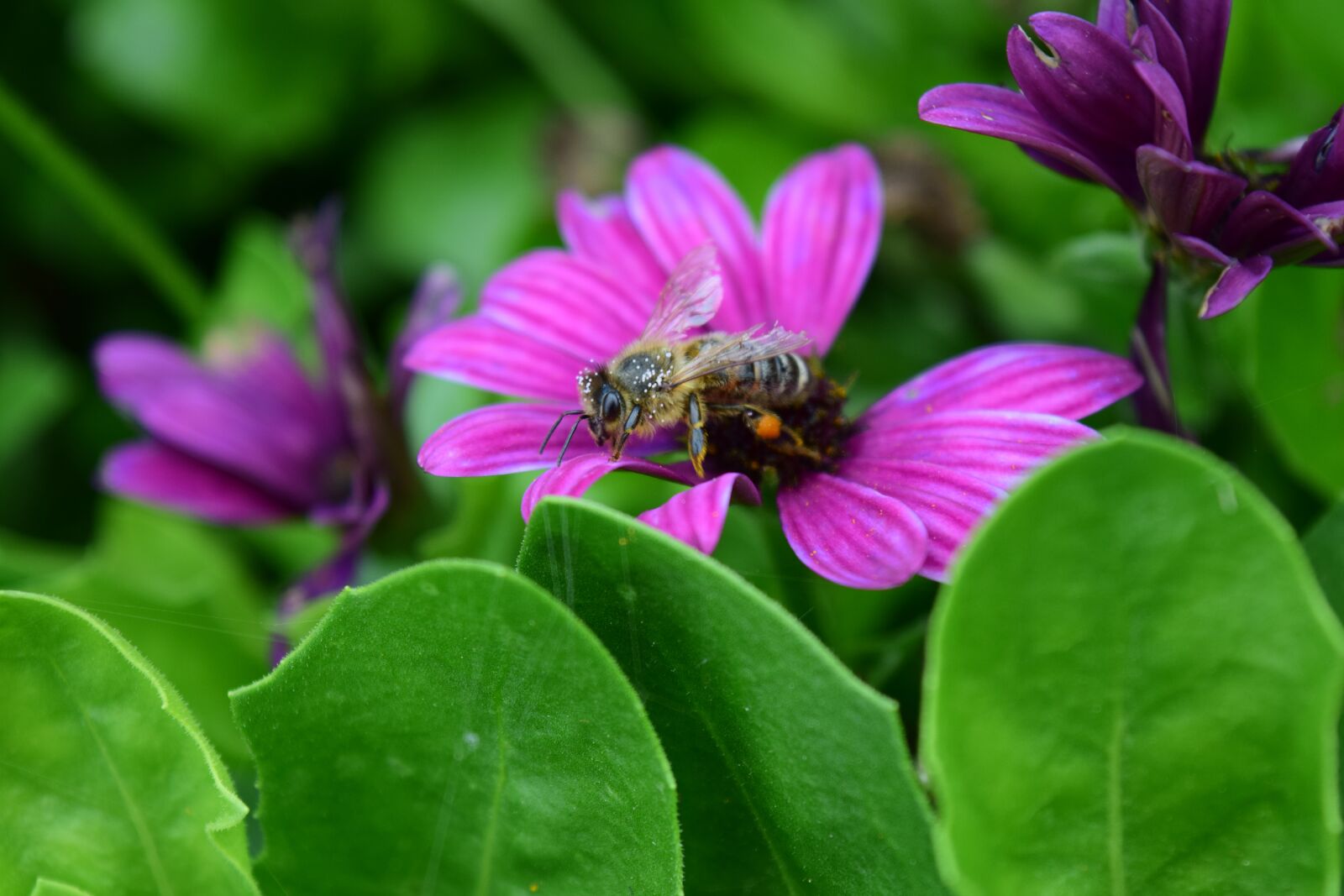 Nikon D3300 sample photo. Composites, bee, old bee photography