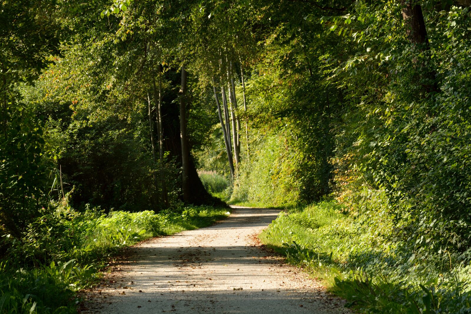 Nikon D7100 sample photo. Away, forest path, nature photography