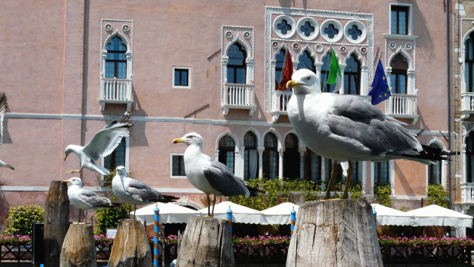 Panasonic DMC-FZ18 sample photo. Bird, building, seagull, building photography