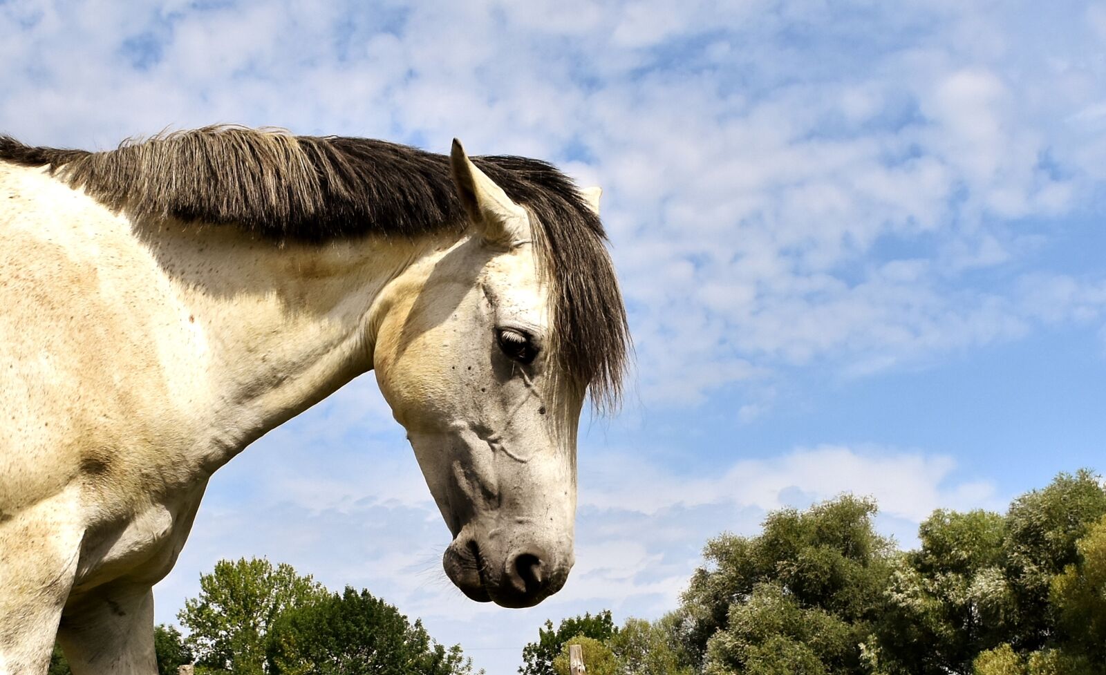Nikon D7200 sample photo. Mold, horse, love for photography