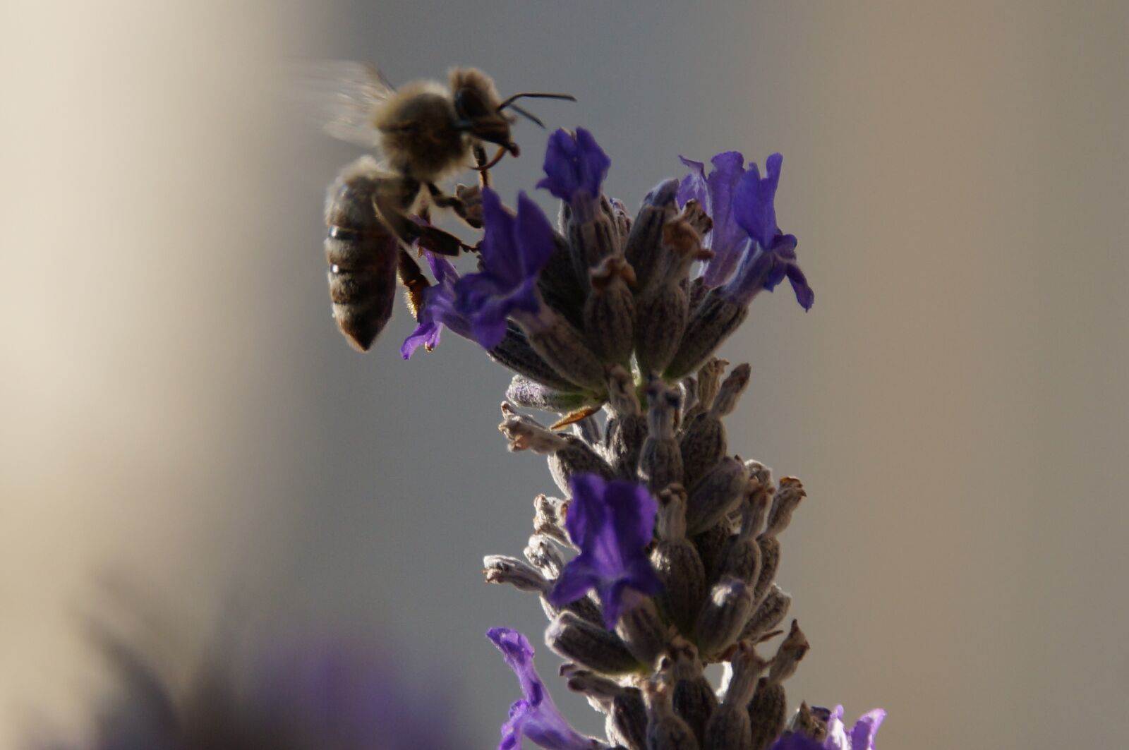 Sony SLT-A57 sample photo. Bee, blossom, bloom photography