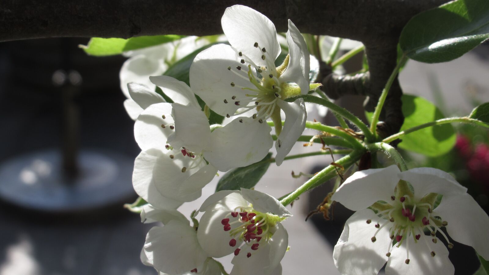 Canon PowerShot SX620 HS sample photo. Spring, spring flower, blossom photography