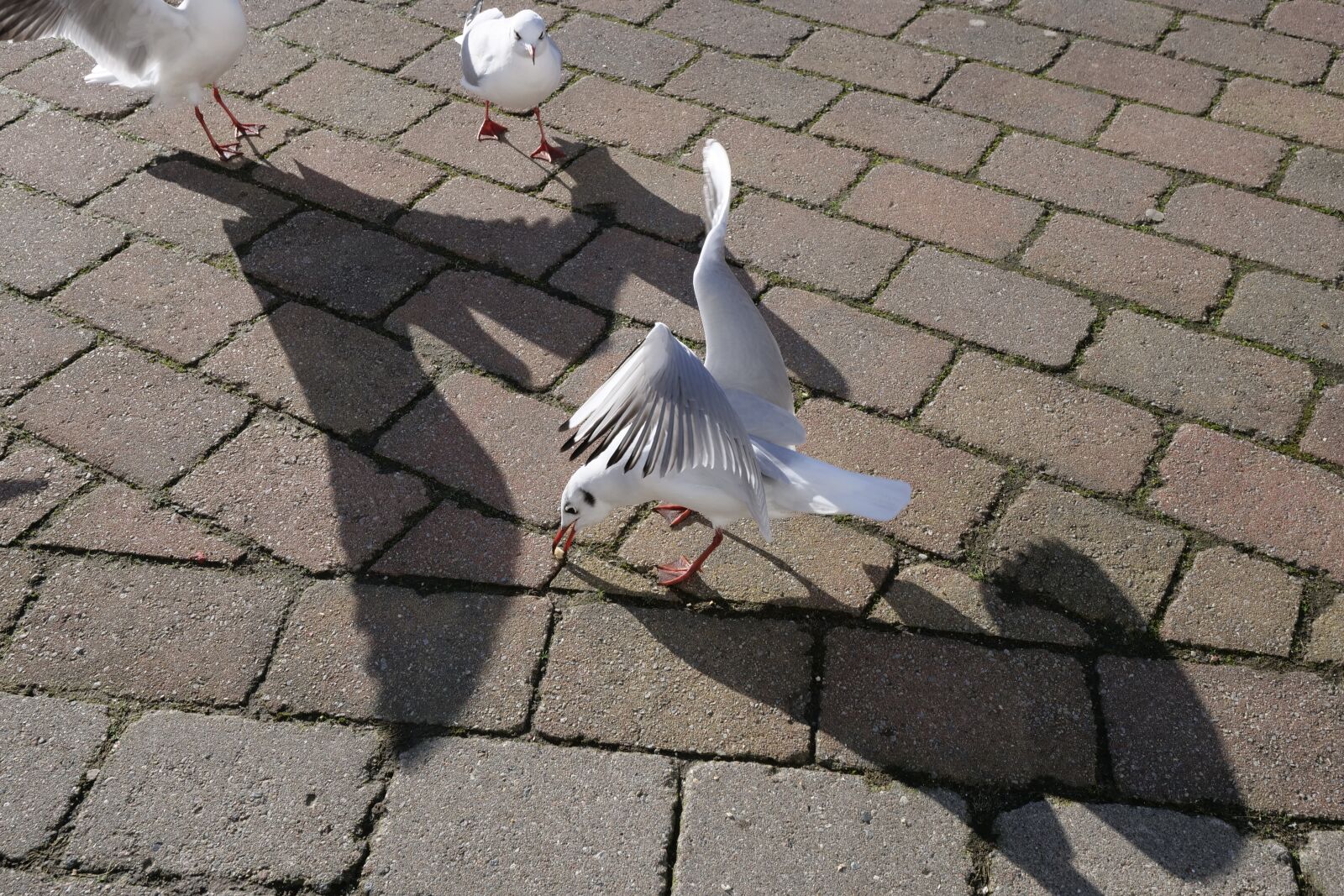 Panasonic Lumix DC-G9 sample photo. Animal world, gulls, nature photography