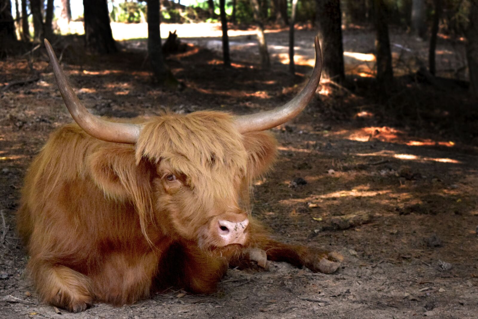 Nikon D3300 sample photo. Cow, livestock, animals photography