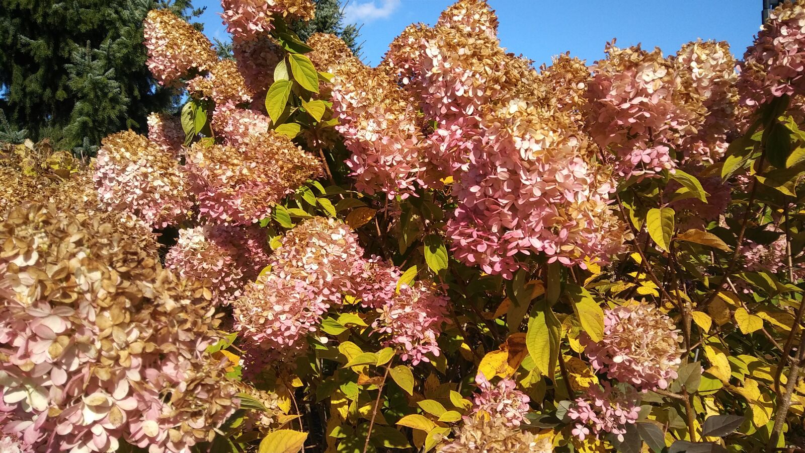 LG STYLO 2 PLUS sample photo. Flowers, hydrangea, colorful photography