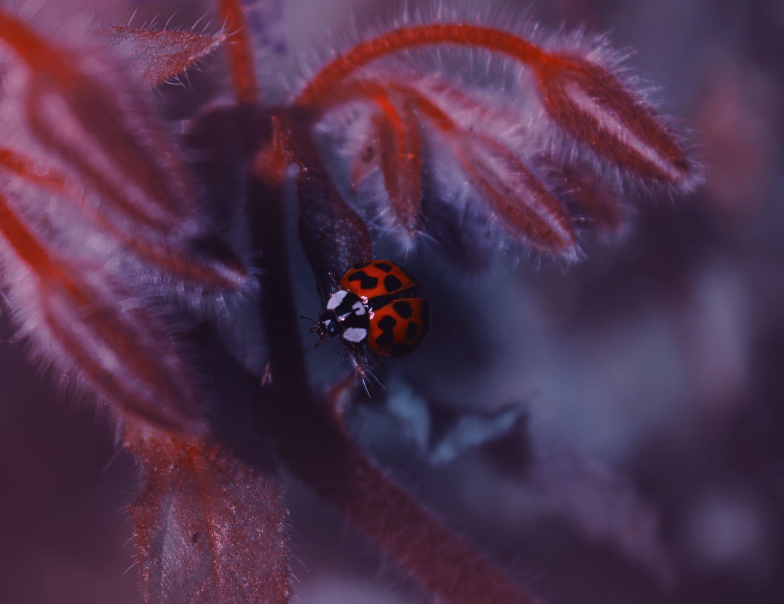 Canon EOS 600D (Rebel EOS T3i / EOS Kiss X5) sample photo. Ladybug, nature, insect photography