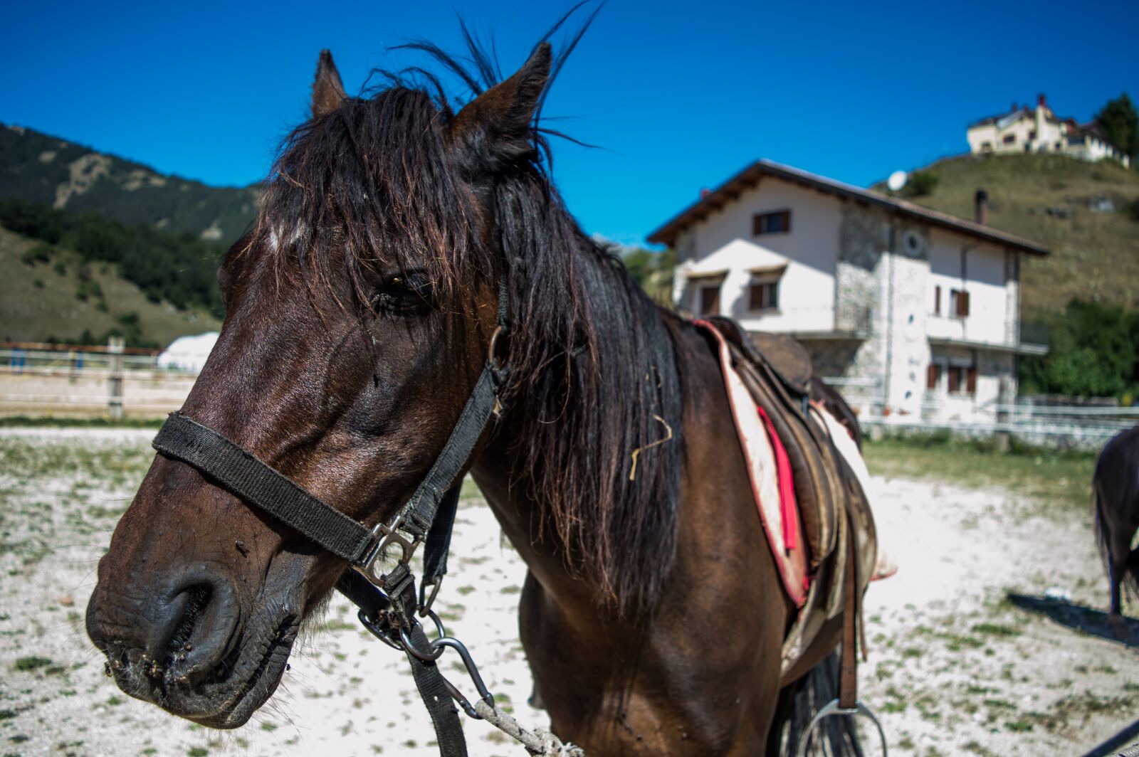 Nikon D3200 sample photo. Horse, mountain, horses photography