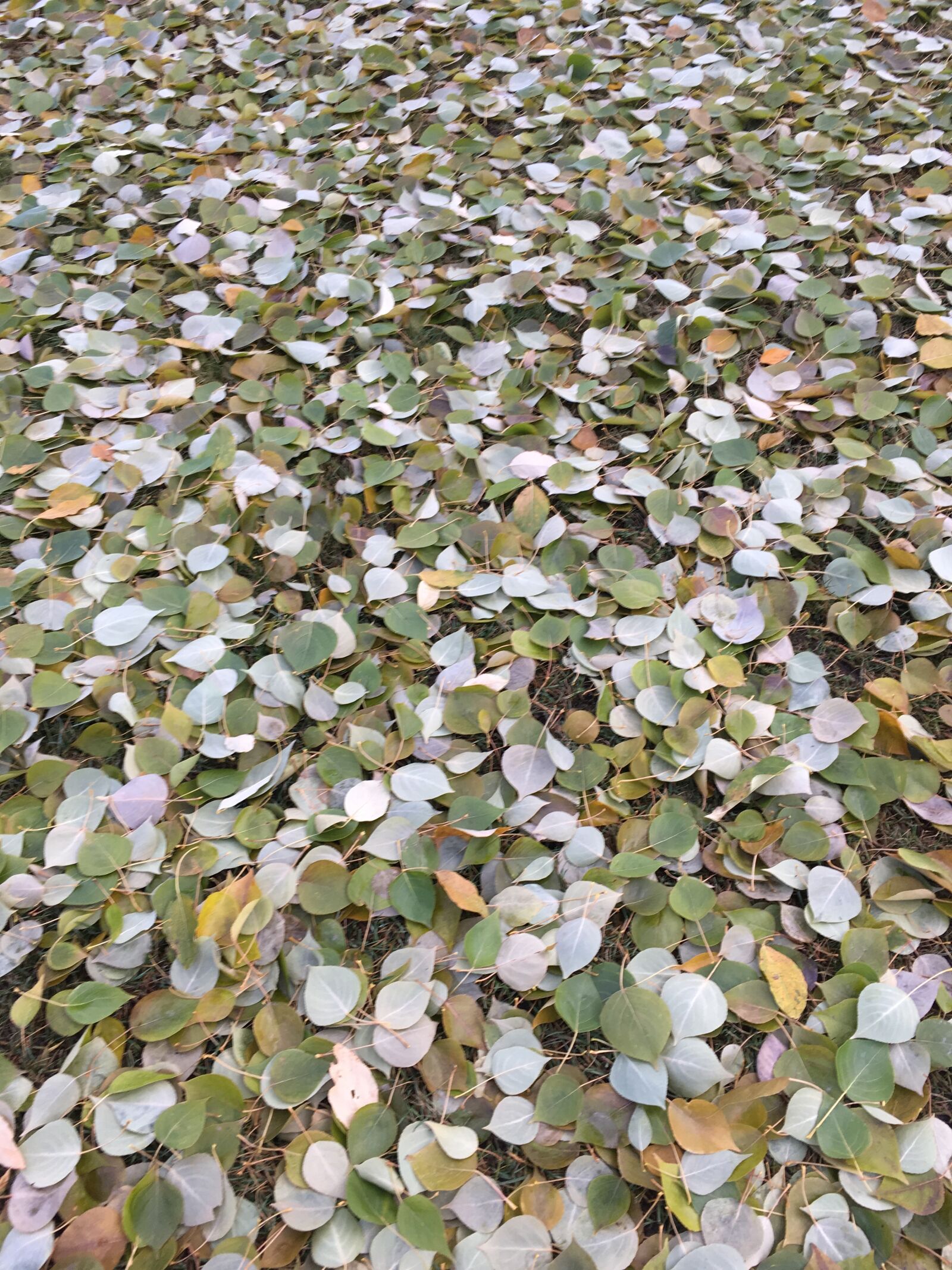 iPhone SE back camera 4.15mm f/2.2 sample photo. Autumn, foliage, fallen leaves photography